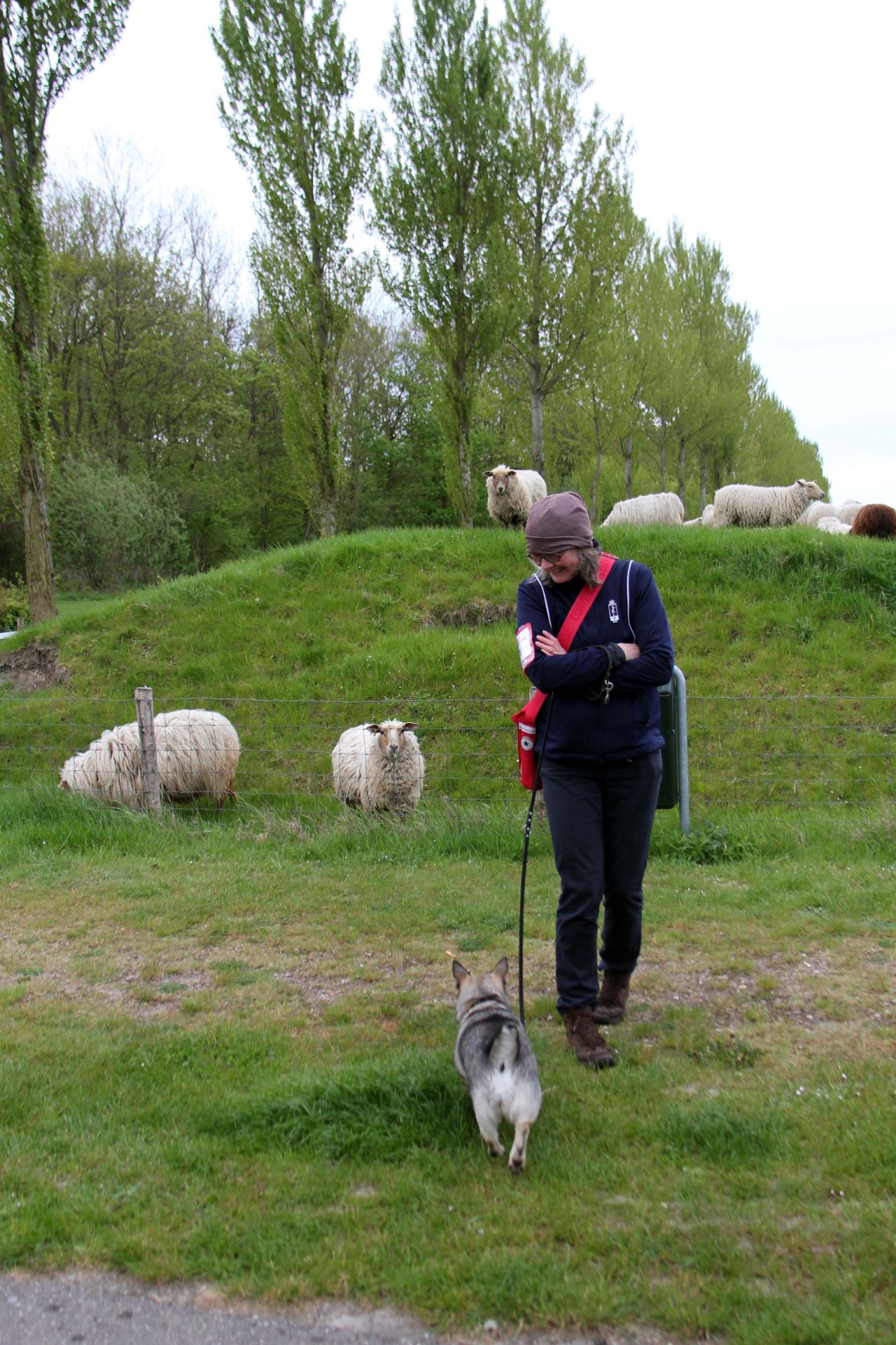 2018_27_april_Groede_N&L_schapen