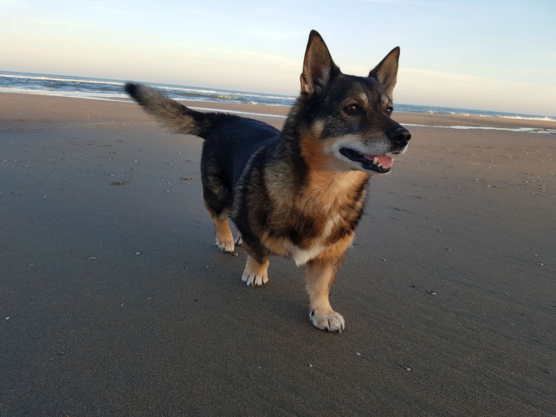 2018_10_strand_ochtend_Anjou