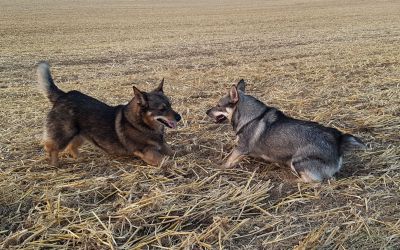 Anjou en Nova dollen samen