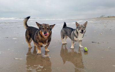 Anjou en Nova genieten op het strand