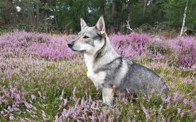 Nova tussen de bloeiende heide