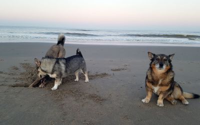 Meeko, Nova en Anjou