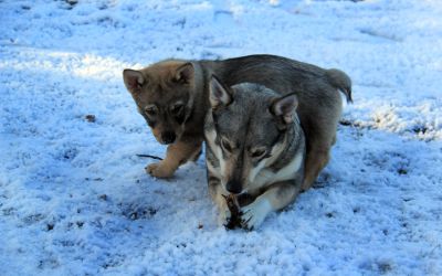 pup Arthur en Nova in de sneeuw