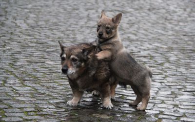 Anjou met puppy Arthur