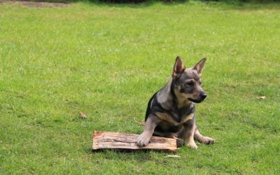 puppy Arthur met stuk hout