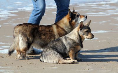 Anjou en pup Arthur