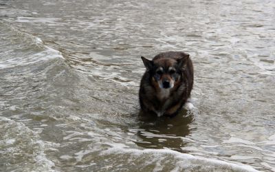 Anjou geniet vn het koele zeewater