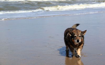 Anjou 14 jaar op het strand