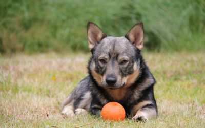 A oranje bal.jpg