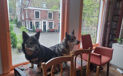zomer kist a n.jpg