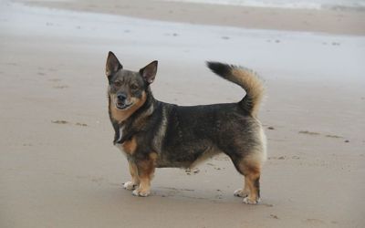 Nova aan zee