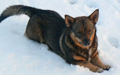 Nova in de sneeuw