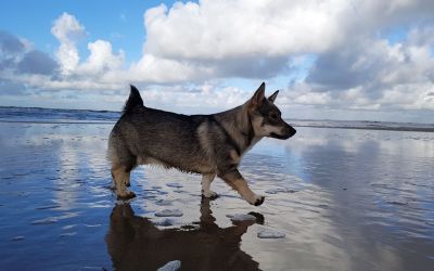 Nova aan zee