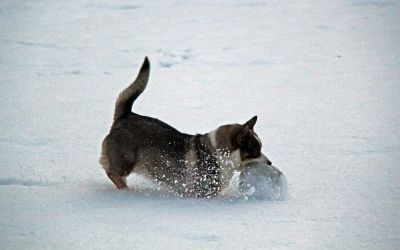 Xara speelt in de sneeuw